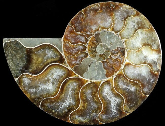 Agatized Ammonite Fossil (Half) #68826